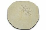 Two Floating Crinoid (Saccocoma) Fossils - Solnhofen Limestone #353557-1